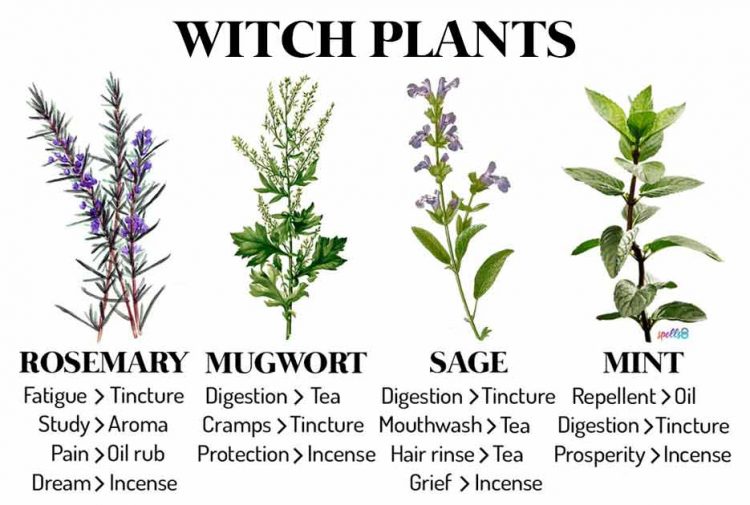 Witch Plants: Herbs & Recipes Every Witch Should Know – Spells8